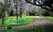 18th Mar 2012 - In the Fellows' Garden