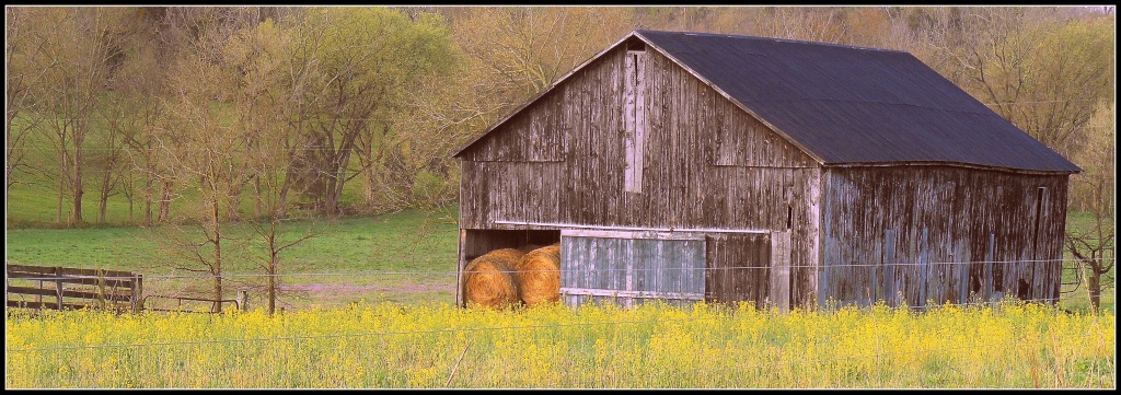 Barn Surrounded by Yellow Flowers by cindymc