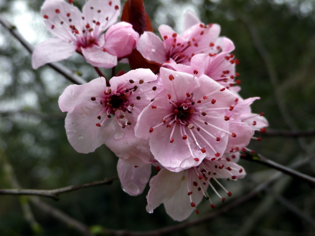 Blossom  by itsonlyart