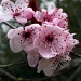 Blossom  by itsonlyart