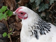 18th Mar 2012 - Hens again 