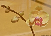 14th Mar 2012 - Nana's other Orchid