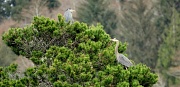 16th Mar 2012 - Great Blue Heron