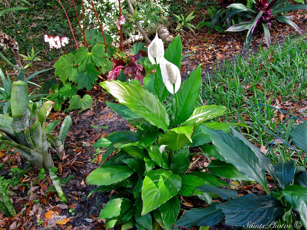 Peace Lilly update by stcyr1up