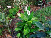 15th Mar 2012 - Peace Lilly update