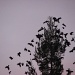 Bats in the Belfry by alophoto