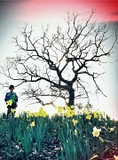 18th Mar 2012 - Jack Among The Daffs