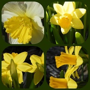 18th Mar 2012 - Fun with Daffies