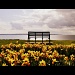 Daffs and Bench by andycoleborn