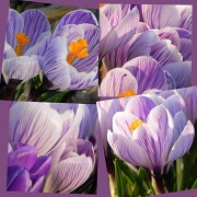 10th Mar 2012 - Crocus Collage!