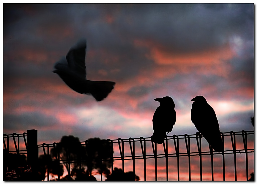 two on a wire  by ltodd