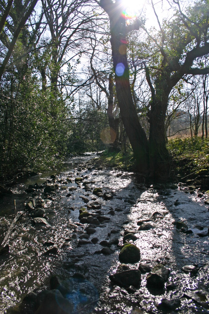 Woodland Stream by shepherdman