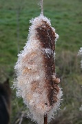 13th Mar 2012 - Gone to Seed