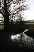 14th Mar 2012 - Thurlaston Brook