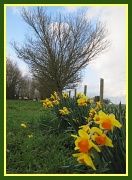 18th Mar 2012 - Daffodils