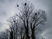 18th Mar 2012 - Rookery.