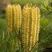 Birthday Candles Banksia by corymbia