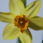 18th Mar 2012 - Daffodil