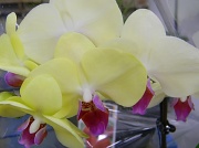 18th Mar 2012 - Orchid at Sam's Club 3.18.12