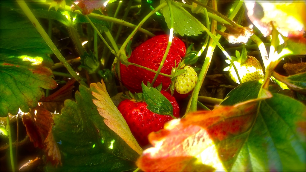 Sun-ripened strawberries by maggiemae