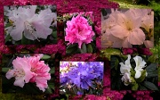 19th Mar 2012 - Rhododendron