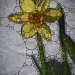Daffodil (Alternate shot) by dakotakid35