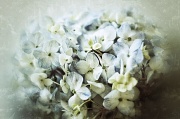 18th Mar 2012 - Hydrangea