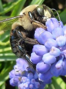 18th Mar 2012 - Bumble Bee
