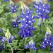 Bluebonnets Up Close by grannysue