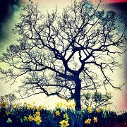 18th Mar 2012 - Tree and Daffodils