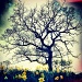 Tree and Daffodils by rich57