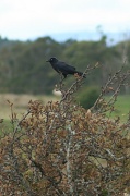 19th Mar 2012 - Blackbird