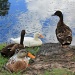 quack quack by sugarmuser