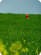 10th Jun 2010 - Lonely Heart