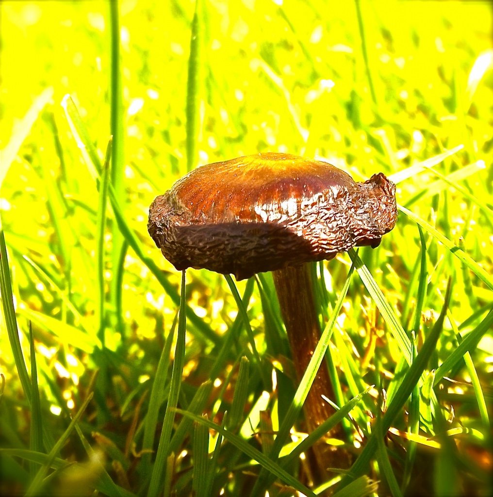My first Mushroom by maggiemae