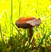 19th Mar 2012 - My first Mushroom
