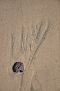18th Mar 2012 - Sand Prints