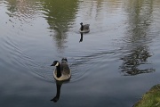 19th Mar 2012 - geese....
