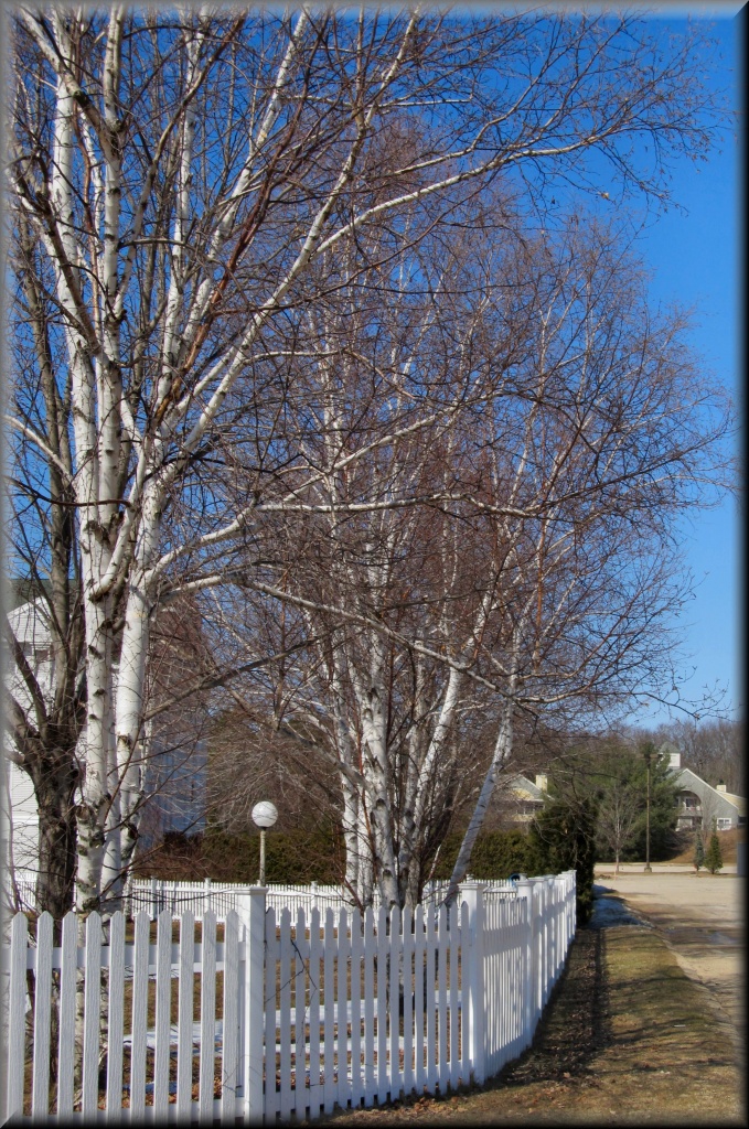 White Birches and Picket Fences by paintdipper