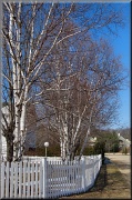 19th Mar 2012 - White Birches and Picket Fences