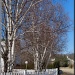 White Birches and Picket Fences by paintdipper