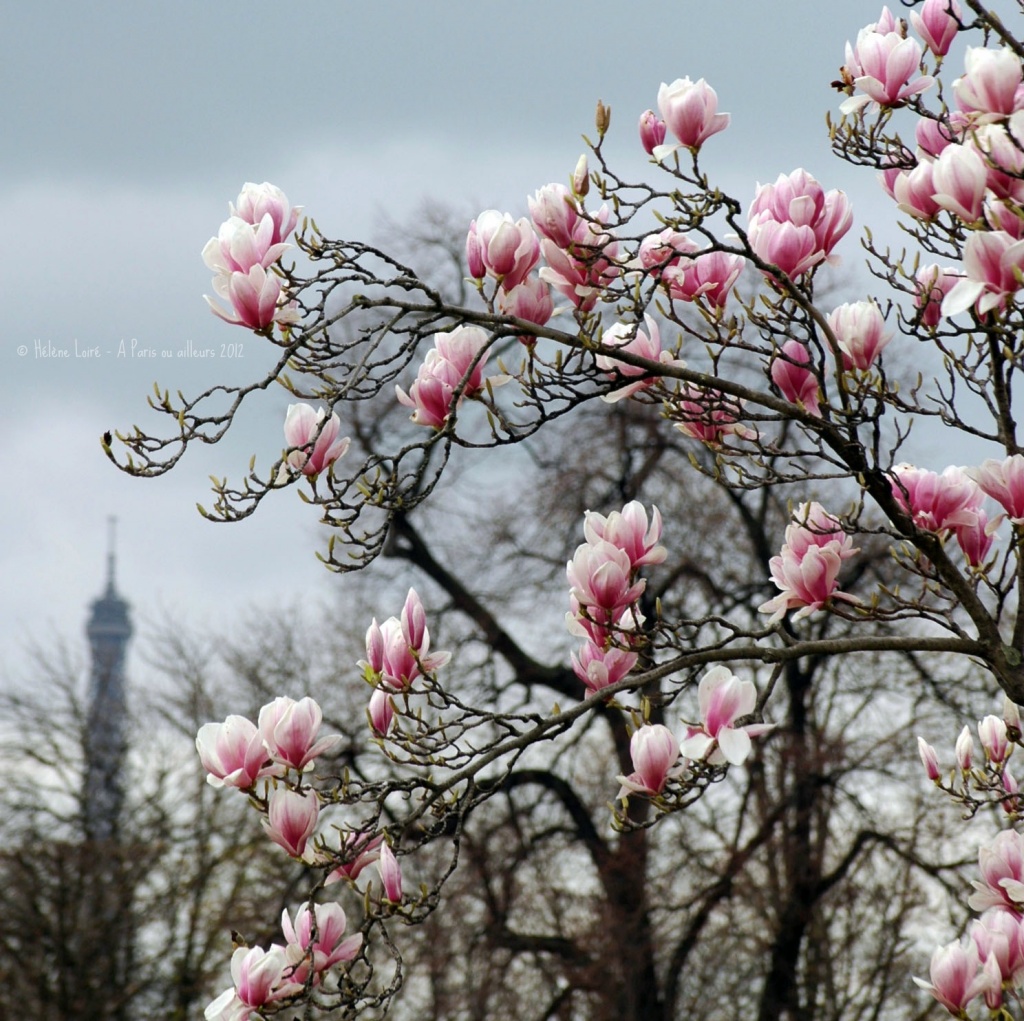 Magnolias are blooming by parisouailleurs