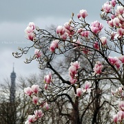 19th Mar 2012 - Magnolias are blooming