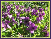 19th Mar 2012 - Wild violets
