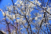 19th Mar 2012 - Spring is Blossoming ouit All Over