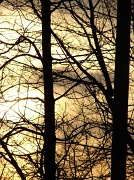 18th Mar 2012 - Through The Trees