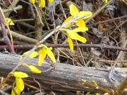 19th Mar 2012 - Spring Flowers