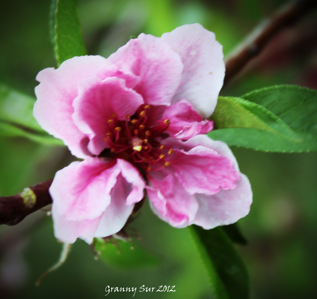 Peach Blossom by grannysue