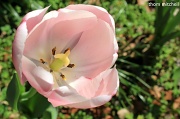 19th Mar 2012 - Tulip