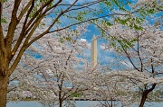 19th Mar 2012 - Blooming In DC